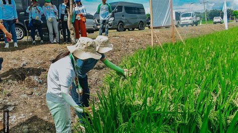 jackpot rice variety maturity|Bayer prevails as highest yielder in 16th NRTF hybrid rice seed .